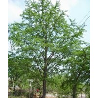 供應50、60、70公分截桿嫁接銀杏，分枝高度2米