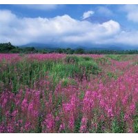 遼寧彰武翠梓青苗圃大量批發(fā)優(yōu)質(zhì)樟子松苗，油松苗