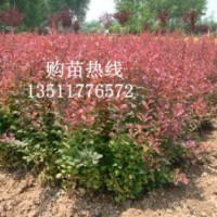 供應(yīng)：紅葉小檗、金葉女貞，紅楓、紅瑞木