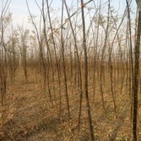 2014年國槐價格多少錢