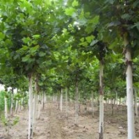 苗圃出售7公分國槐裸截