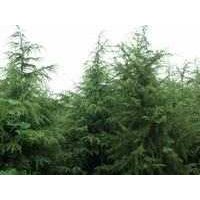 9到12米大雪松二級苗三級苗