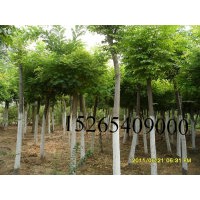 苗圃苗圃急售25公分26公分27公分國槐