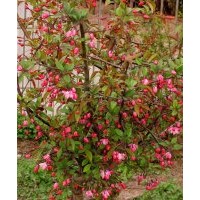 湖南西府海棠樹，垂絲海棠，湖南西府海棠價格