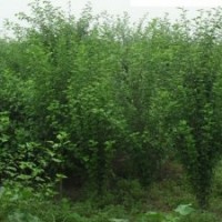 3公分木槿樹基地4公分木槿價(jià)格5公分木槿樹直銷