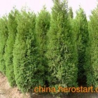 供應(yīng)側(cè)柏苗、山西側(cè)柏苗