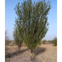 供應各種規(guī)格八棱海棠樹