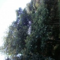 出售盆架子、藍(lán)花楹、黃花風(fēng)鈴木