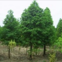 南京中山杉，南京中山杉價(jià)格