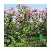 大葉女貞和紫薇規(guī)格繁多