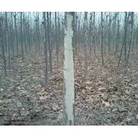 供應(yīng)法桐8-20公分