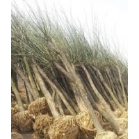 供應(yīng)國槐規(guī)格齊全