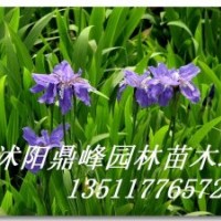 供應:鳶尾,玉簪,西湖海棠,蜀檜