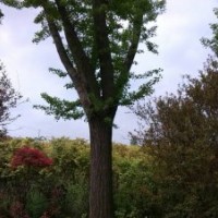 供應(yīng)80公分分枝截桿嫁接銀杏，直徑40公分