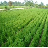 蜀檜，檜柏，快柏，蜀快