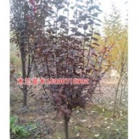 火炬樹生產(chǎn)廠家河北木蘭苗木種植基地