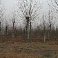 出售法桐 白蠟 國(guó)槐 欒樹等綠化苗木