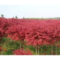 供應(yīng) 紅楓 美國紅楓 日本紅楓