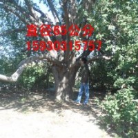 八棱海棠樹價格