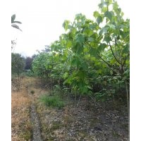 貴州木芙蓉，貴陽木芙蓉，貴州3-12公分木芙蓉樹