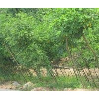 四川黃花槐，貴州5公分黃花槐，貴州8公分黃花槐