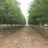 白蠟 2公分白蠟 3公分白蠟 4公分白蠟