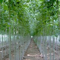 優(yōu)質(zhì)速生白蠟,速生法桐小苗,速生法桐樹(shù)到山東濟(jì)寧耀輝法桐園林，