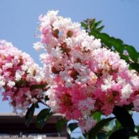 3公分紫薇樹價格