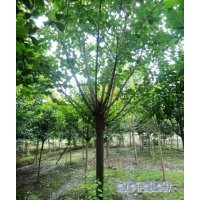 櫻花10-11公分 櫻花苗子