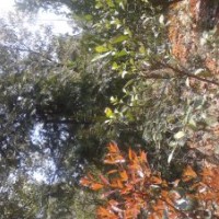 長(zhǎng)期供應(yīng)紅豆杉1.5米～3.5米，滿冠、香樟8～35公分，滿冠、銀杏