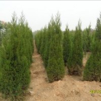 扶芳藤，蜀檜，蜀檜球