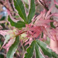 日本紅楓蝴蝶楓 紅楓樹 紅楓苗 紅楓葉子 紅楓種植技術(shù) 紅楓市場