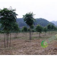 1~3公分精品欒樹