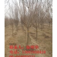 常年供應(yīng)：櫻花、速生櫻花、速生櫻花小苗