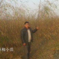 供應垂柳小苗 紫葉李 大葉女貞 櫻花 西府海棠