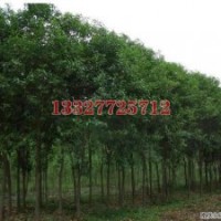 楓楊苗木價(jià)格，楓楊價(jià)格