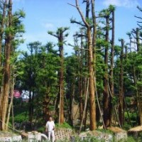 福建杜松哪里有，杜松盆景，福建杜松移植基地供應(yīng)商