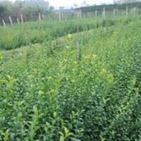 山東扶芳藤青州扶芳藤