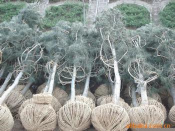 白皮松容器；20-30公分【容器】