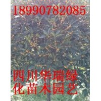 金桂、八月桂、銀桂、天竺桂、香樟、紅葉李、海棠