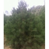 專供1--8米白皮松、油松、大葉女貞等