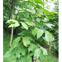 水曲柳、五角楓、樺樹、柞樹、云杉等綠化苗木