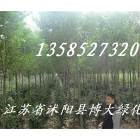 大量供應(yīng):1--3公分《大葉女貞、紫薇、紫葉李、國(guó)槐
