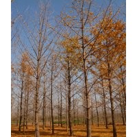 銀杏園林隨挖隨選，優(yōu)質(zhì)銀杏樹(shù)苗