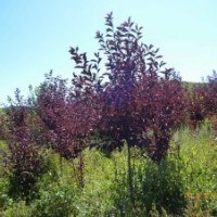 大葉丁香、紫葉丁香、地接金葉榆、小葉丁香、三角楓、暴馬丁香、