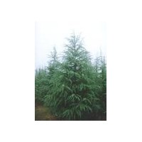 供應(yīng)移栽雪松價(jià)格 廣玉蘭價(jià)格