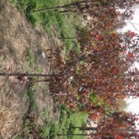 出售紅寶石海棠