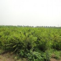 出售榆葉梅接穗