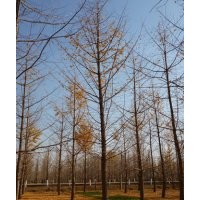 天泰園林供應(yīng)5-40公分銀杏樹(shù)