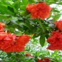 牡丹石榴白蠟西府海棠巨紫荊紫薇榆葉梅速生國(guó)槐法桐